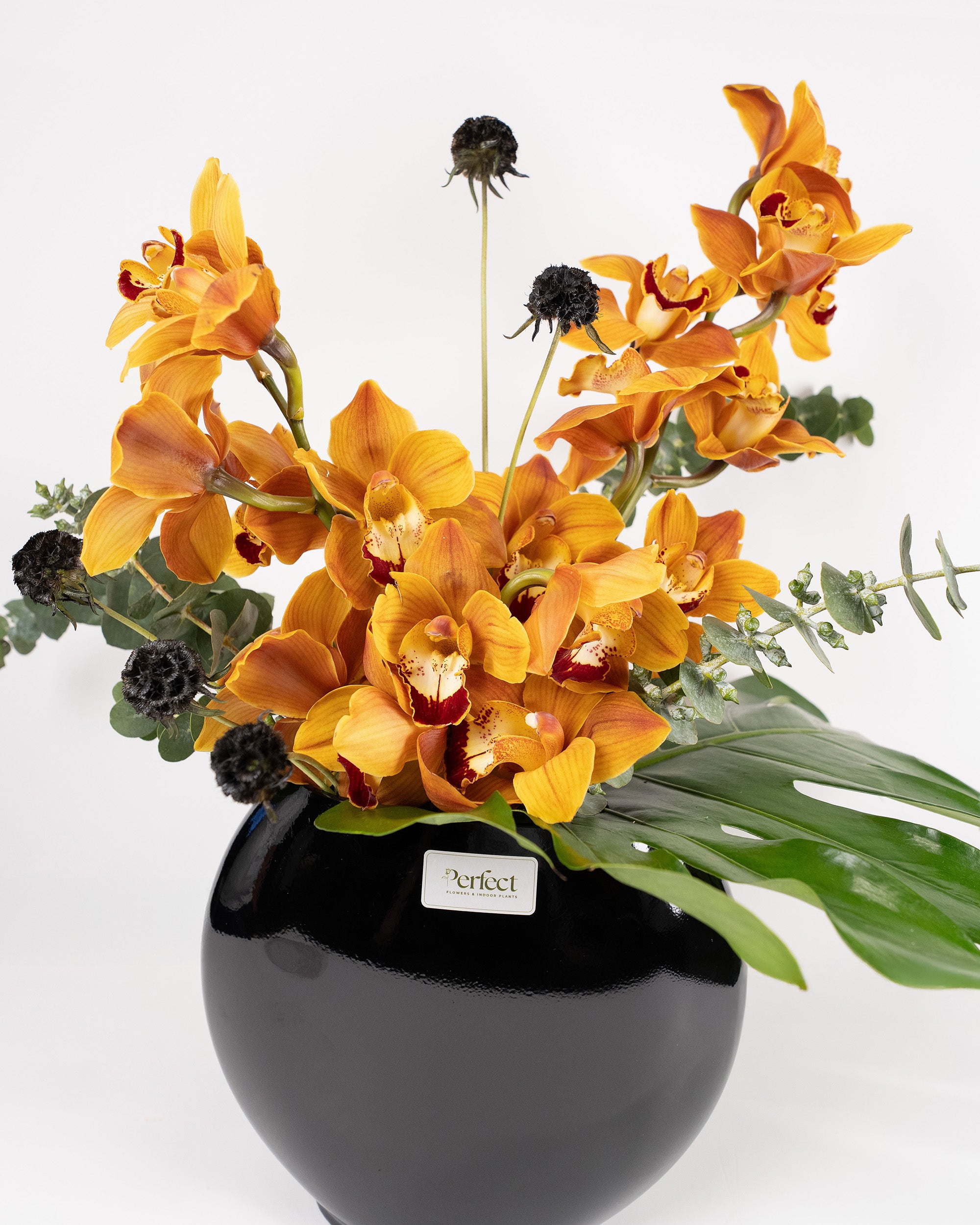 royal-orchid_4