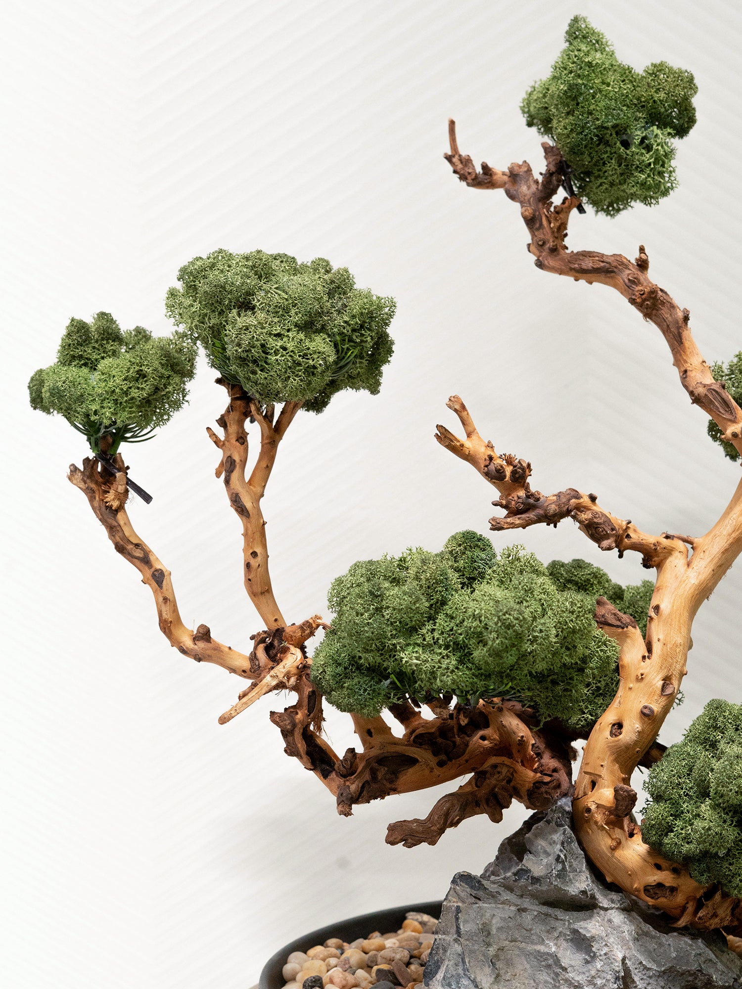 Signature Bonsai Tree