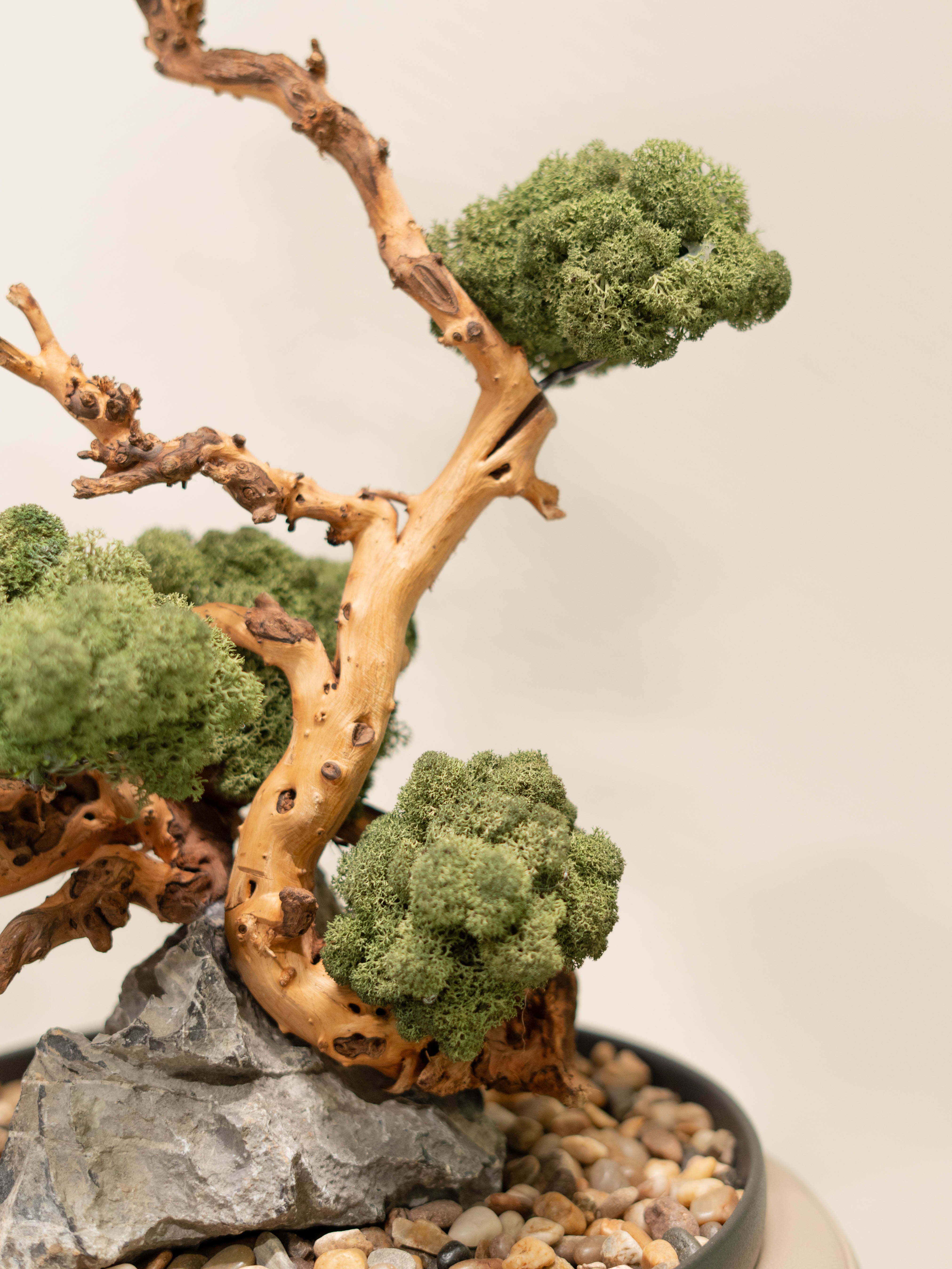 Signature Bonsai Tree