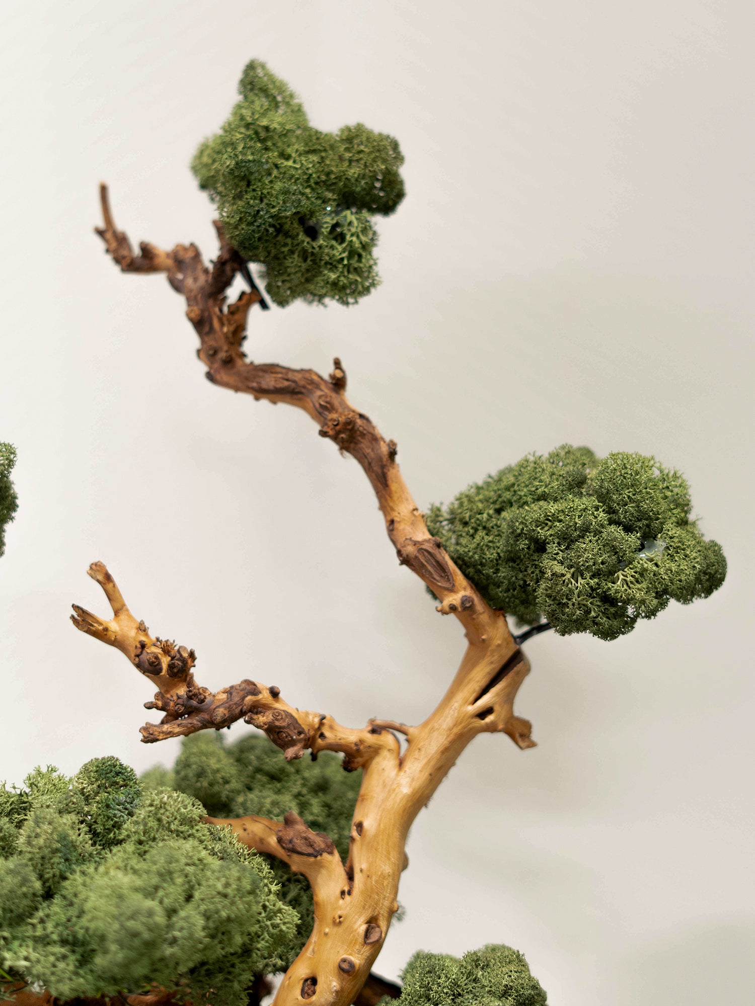 Signature Bonsai Tree