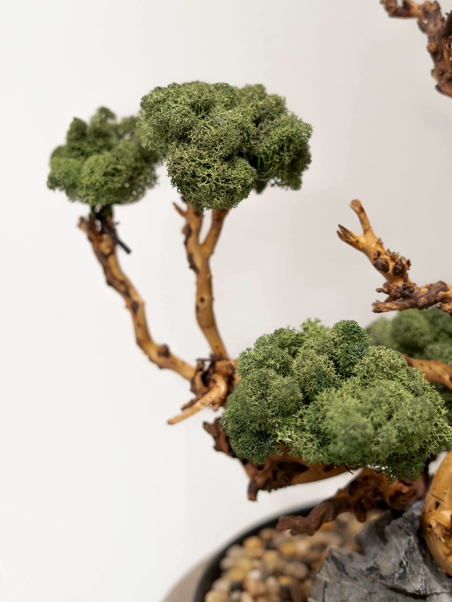 Signature Bonsai Tree