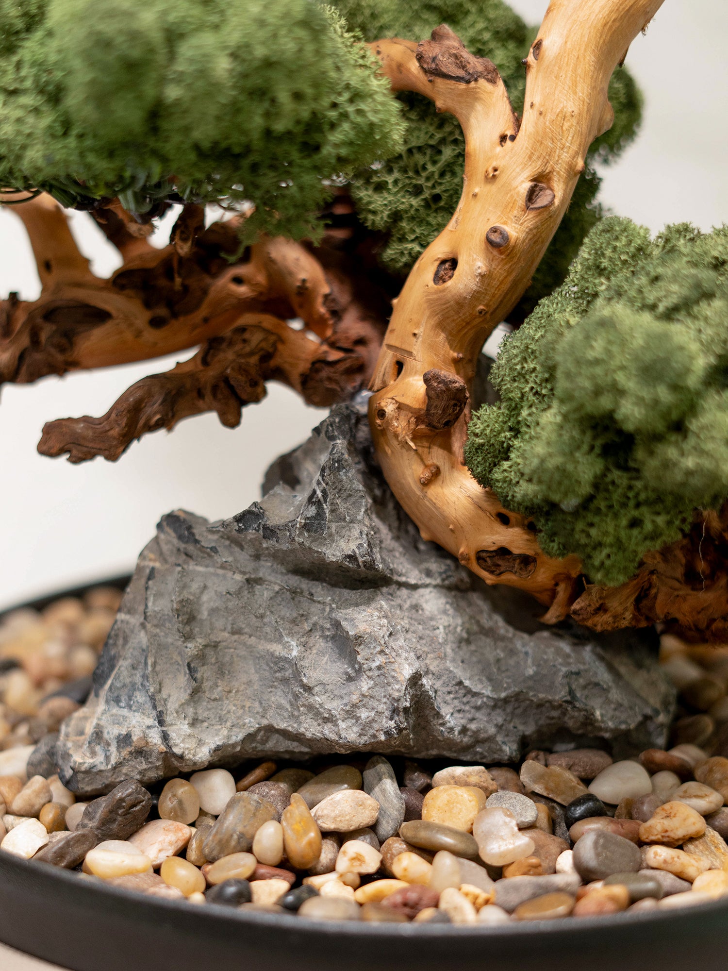 Signature Bonsai Tree