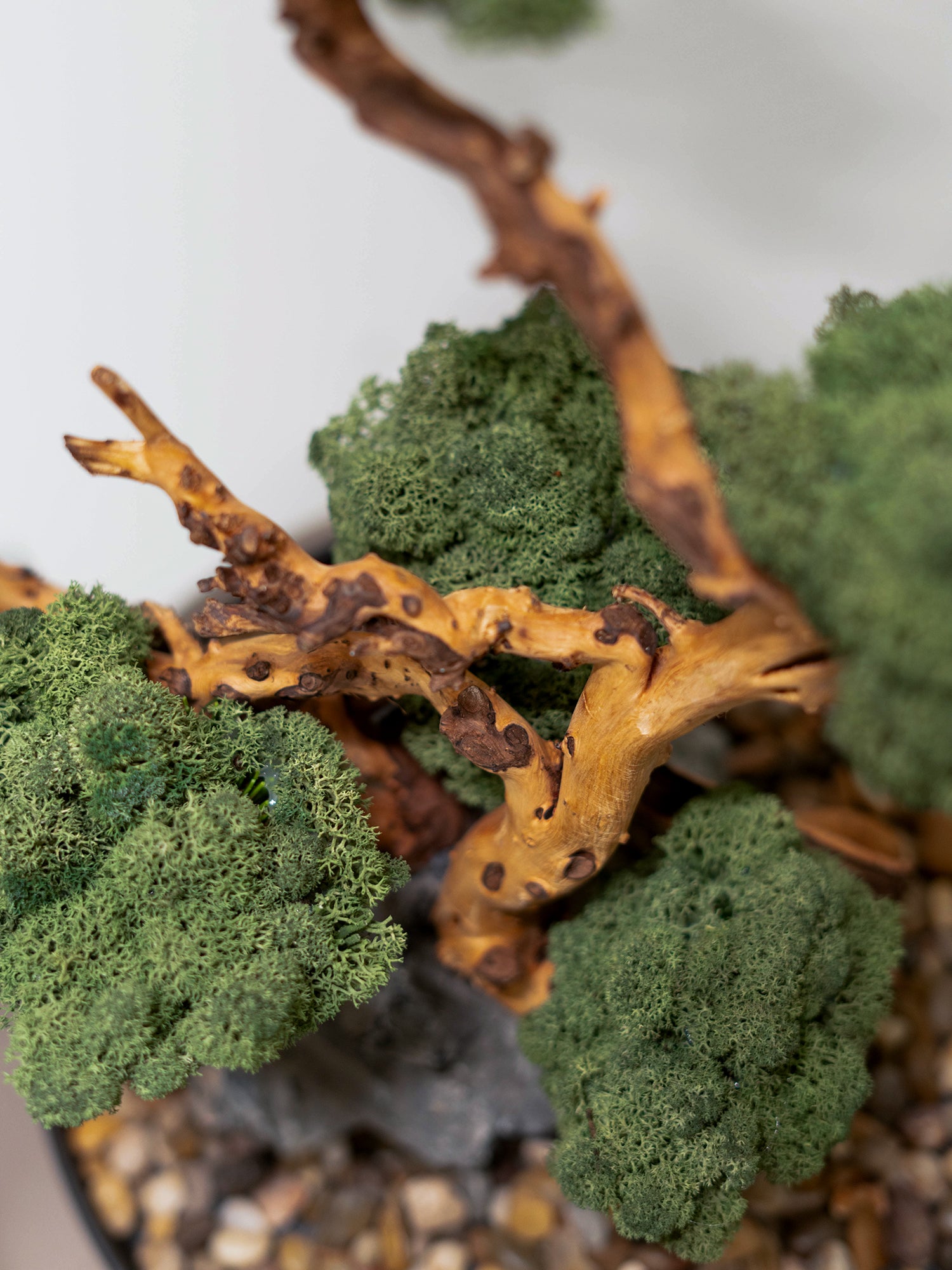 Signature Bonsai Tree