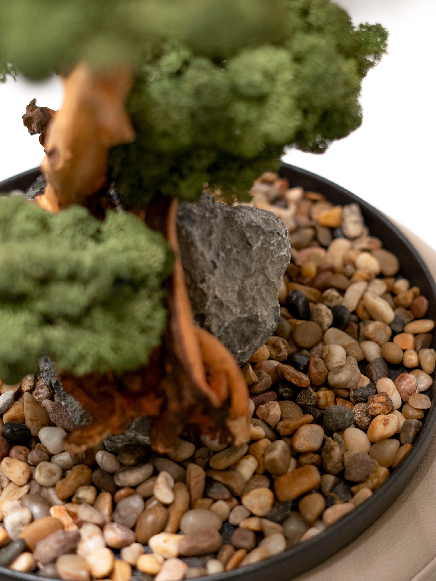 Signature Bonsai Tree
