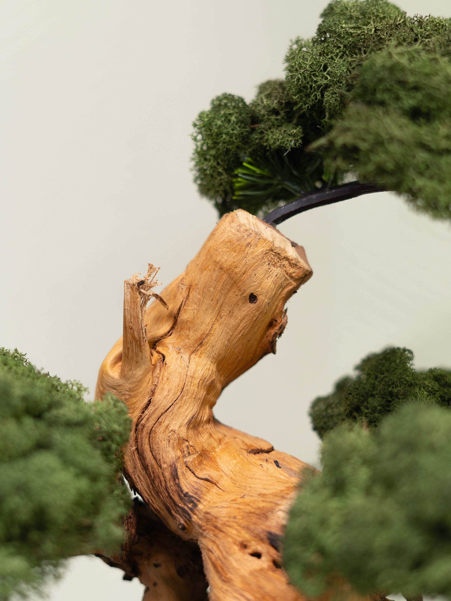 The Art of Bonsai