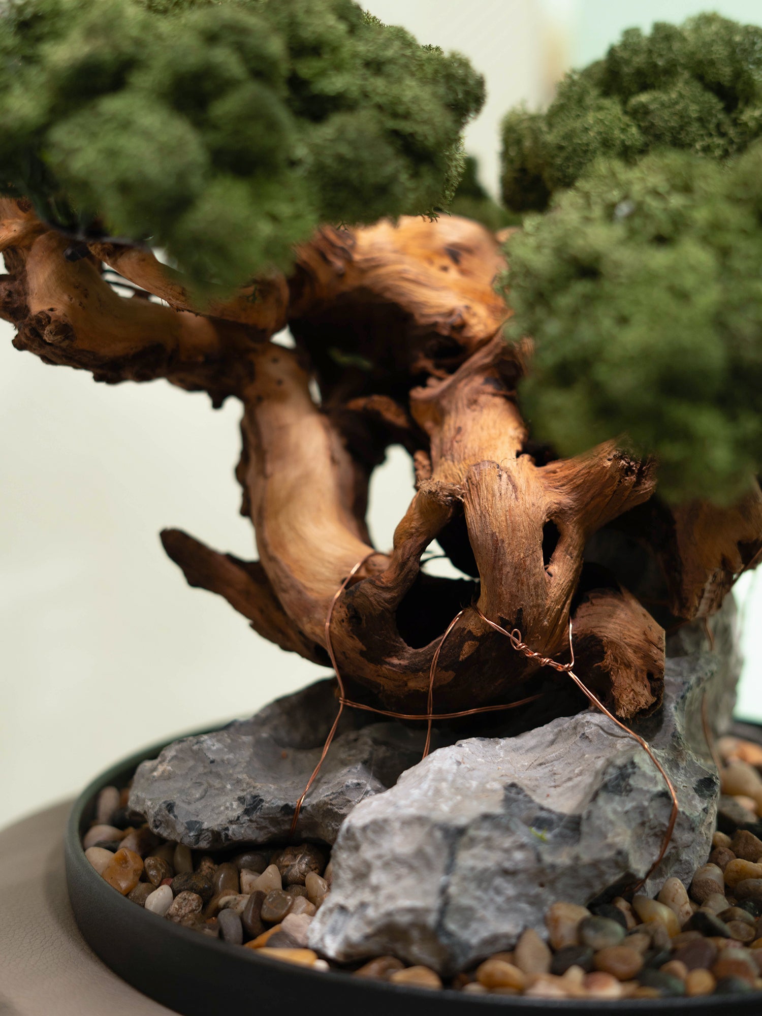 The Art of Bonsai
