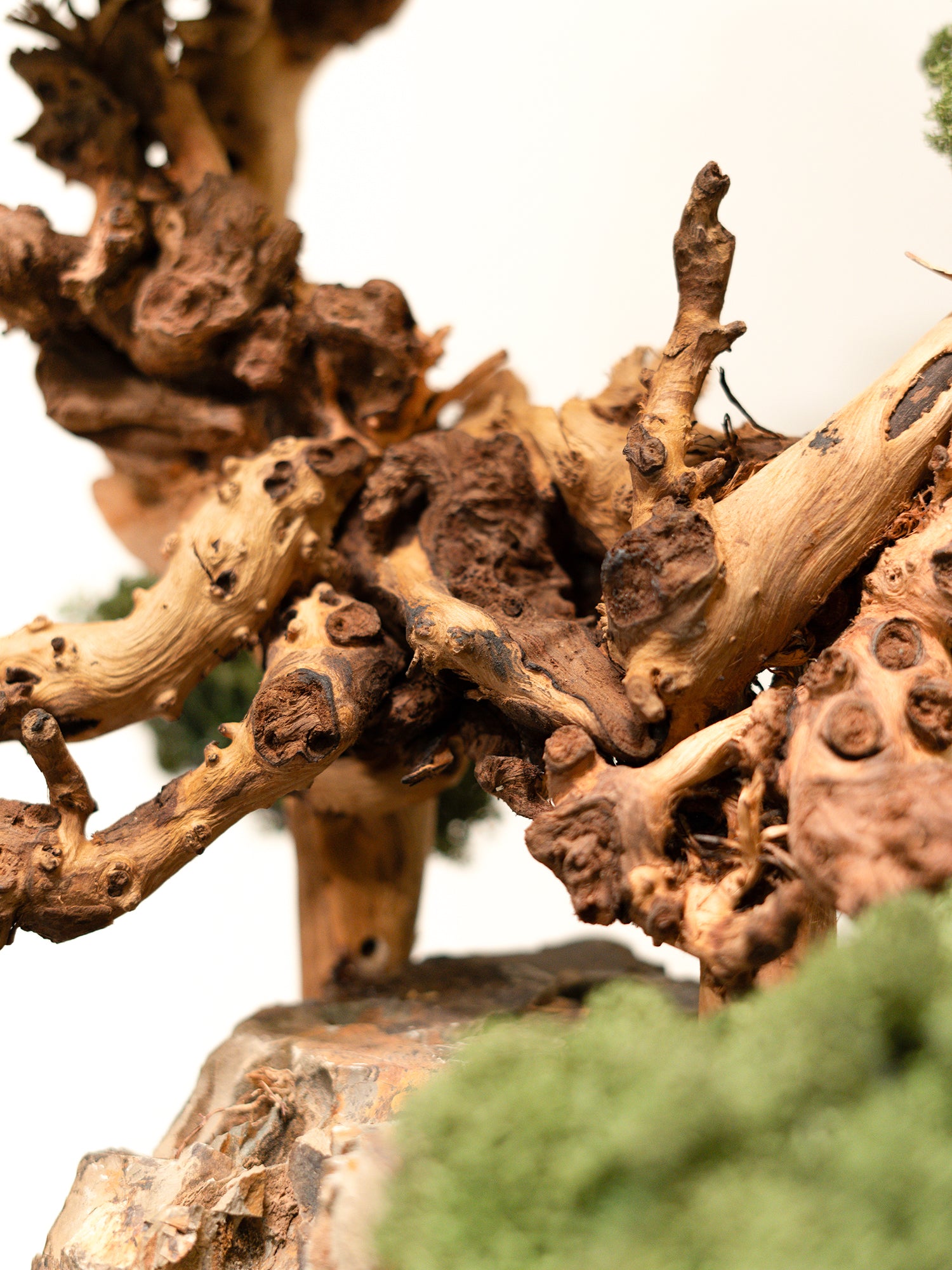 the-breathing-tree_5