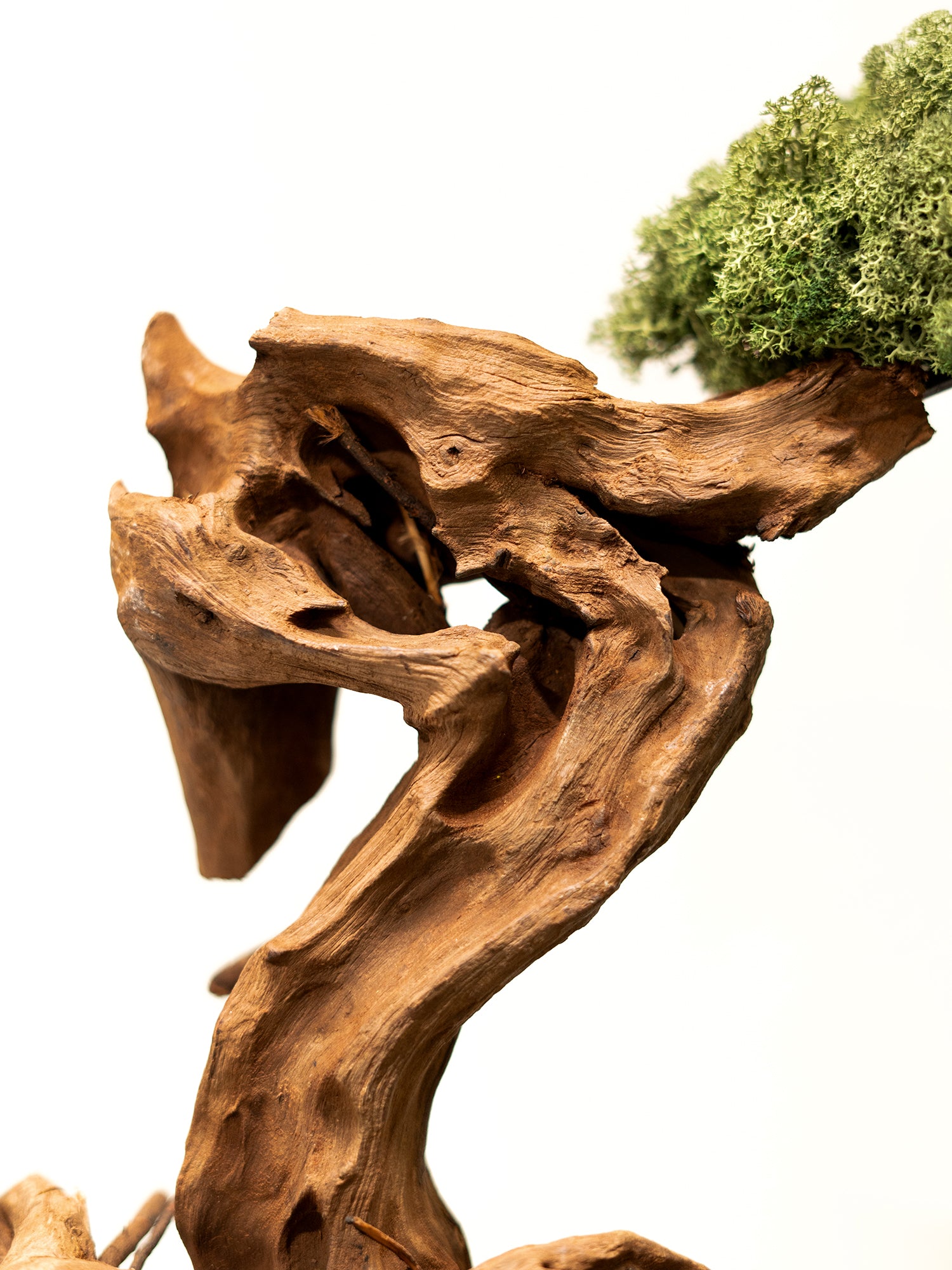 the-curated-tree_5