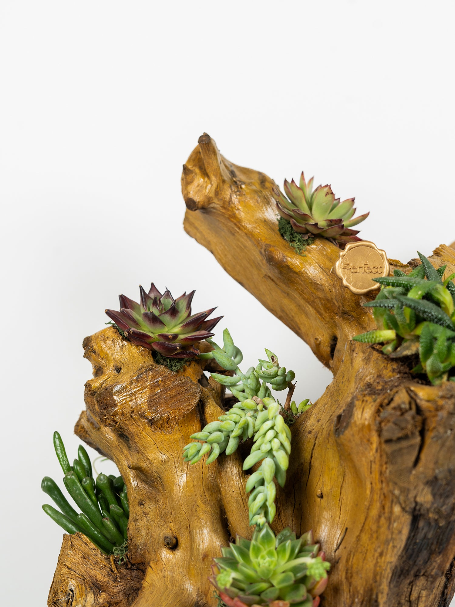 woodbloom_3