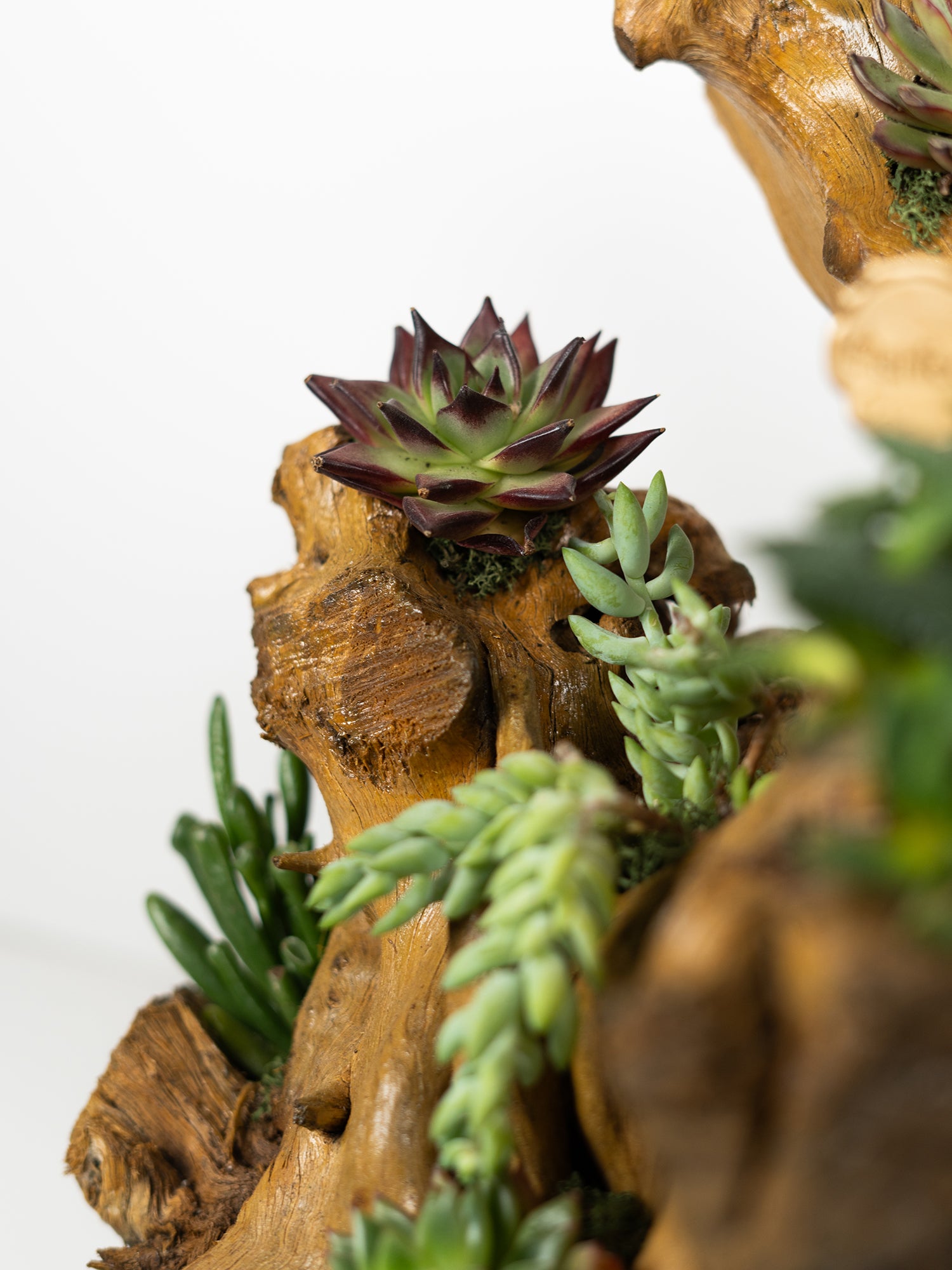 woodbloom_4