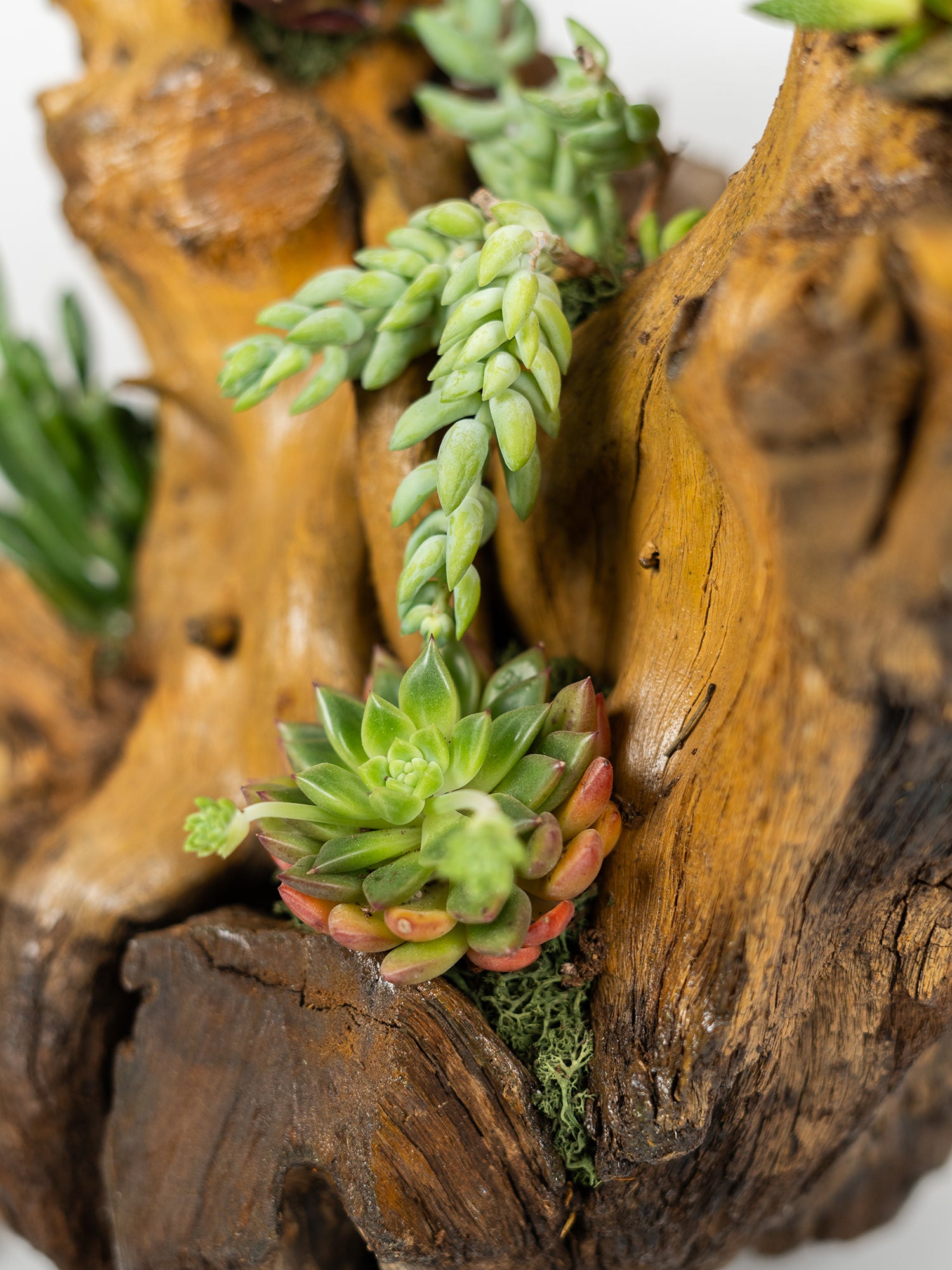 woodbloom_5