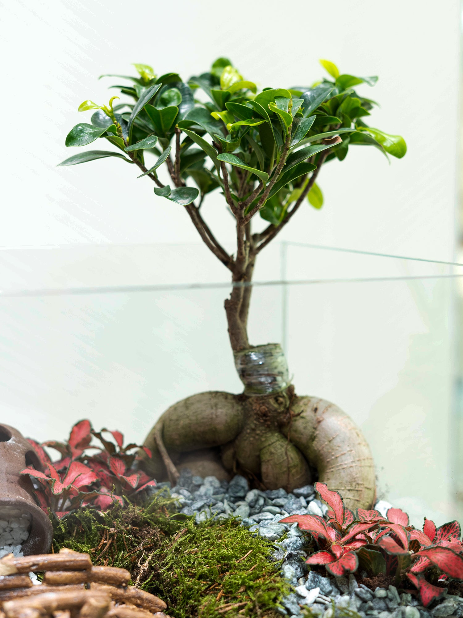 Zen Garden Bonsai