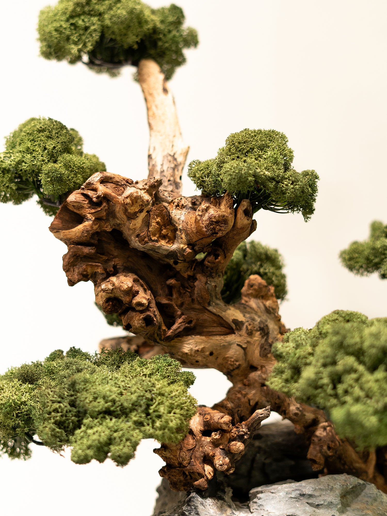 zen-root_4